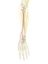 The Superficial Branch Radial Nerve Royalty Free Stock Photo