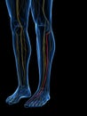 The Superficial Peroneal Nerve Royalty Free Stock Photo