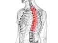 The thoracic spine