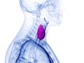 the thyroid gland