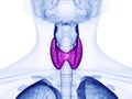 The thyroid gland Royalty Free Stock Photo