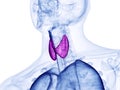 the thyroid gland Royalty Free Stock Photo