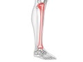 The tibia bone