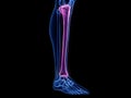 The tibia bone