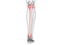 the tibia bone