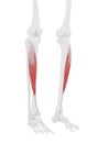 The Tibialis Anterior Royalty Free Stock Photo