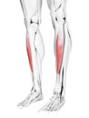 The tibialis anterior Royalty Free Stock Photo