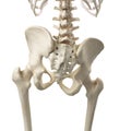 A tilted pelvis Royalty Free Stock Photo