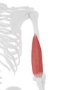 The Triceps Medial Head