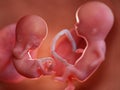 Twin fetuses - week 12 Royalty Free Stock Photo