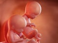 Twin fetuses - week 16