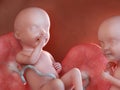 Twin fetuses - week 33 Royalty Free Stock Photo