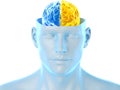 The two brain hemispheres Royalty Free Stock Photo