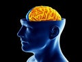 The two brain hemispheres Royalty Free Stock Photo
