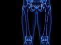 The upper leg bones