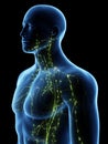 The upper lymphatic system Royalty Free Stock Photo