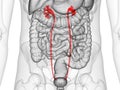 The ureters