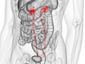 The ureters