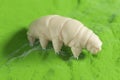 A waterbear