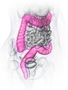 A womans large intestine