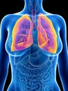 A womans lung Royalty Free Stock Photo