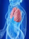 A womans lung Royalty Free Stock Photo