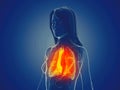 A womans lung Royalty Free Stock Photo
