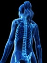 A womans skeletal back
