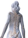 A womans skeletal back