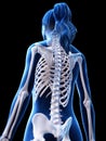 A womans skeletal back