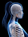 A womans skeletal neck