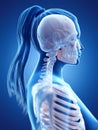 A womans skeletal neck