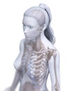 A womans skeletal thorax Royalty Free Stock Photo