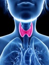 A womans thyroid gland Royalty Free Stock Photo