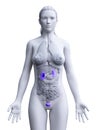 A womans urinary system Royalty Free Stock Photo