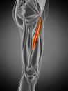Adductor longus Royalty Free Stock Photo
