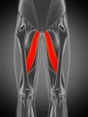 Adductor longus Royalty Free Stock Photo