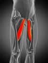 Adductor longus Royalty Free Stock Photo