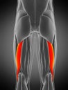 Biceps femoris longus Royalty Free Stock Photo