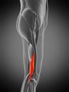 biceps femoris short Royalty Free Stock Photo