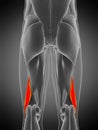 Biceps femoris short Royalty Free Stock Photo