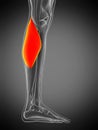 Anatomy illustration - gastrocnemius