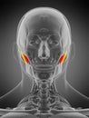 masseter deep Royalty Free Stock Photo