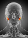 masseter deep Royalty Free Stock Photo