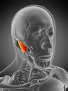 masseter deep Royalty Free Stock Photo