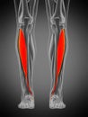 Tibialis anterior Royalty Free Stock Photo