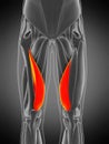 Vastus medialis