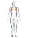 The pectoralis minor