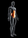 The transversus abdominis Royalty Free Stock Photo