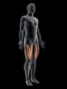 The vastus intermedius Royalty Free Stock Photo